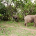 ZMB EAS SouthLuangwa 2016DEC10 KapaniLodge 010 : 2016, 2016 - African Adventures, Africa, Date, December, Eastern, Kapani Lodge, Mfuwe, Month, Places, South Luangwa, Trips, Year, Zambia